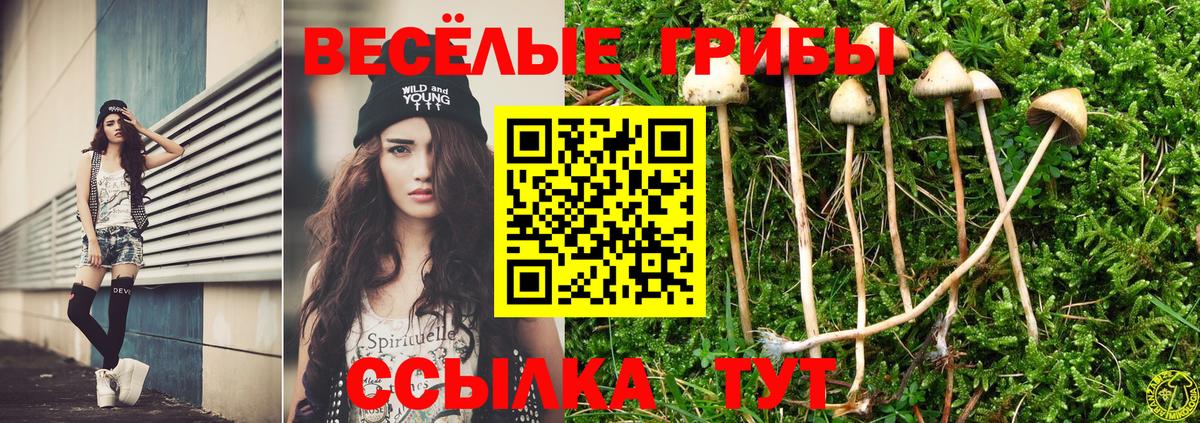 Галлюциногенные грибы Psilocybe Абинск